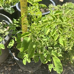 Moringa Plant
