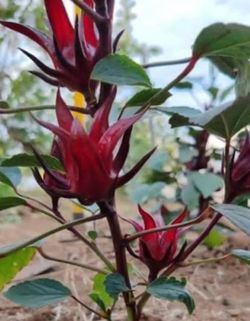 Planta de Jamaica
