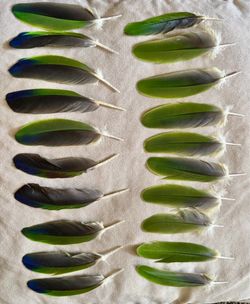am Selling. 20 Pieces of Green Amazon Parrot Wing Feathers, some Green/ purple /Black  as shown in the photos. Size between 5 inches