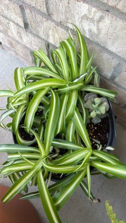 Spider plant and cactus