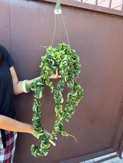 6” hindu rope XL