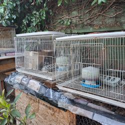 Bird And Dog Cages