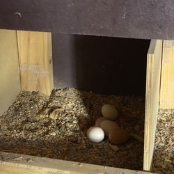 fresh eggs for $5 dollars a dozen