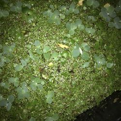Duckweed 10oz For 15$