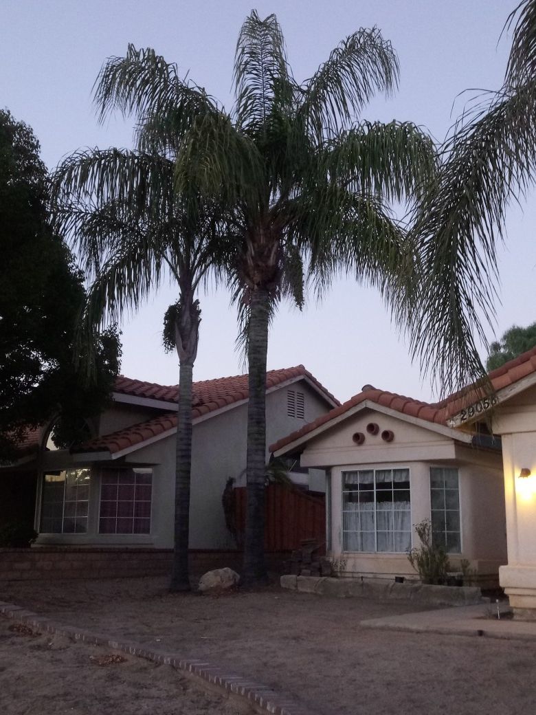 3 Queen Palms 10ft, 20ft, 30ft