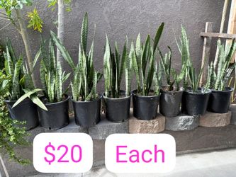 Plants