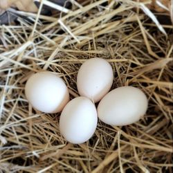 Silkie Eggs/ Ameraucanas (blue Eggers) 