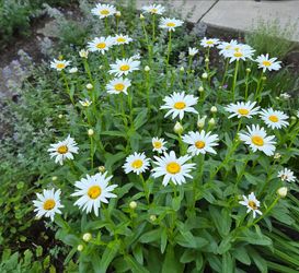 Daisy plants