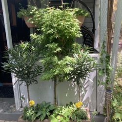 PLANT SALE
