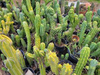 Myrtillocactus