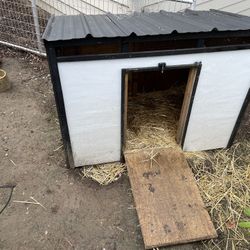 Duck Hutch, 5gal Water,  Food  And Light