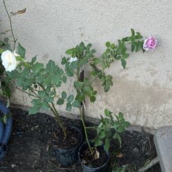 Roses Plants $10 Each 