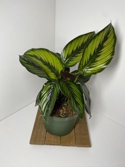 Calathea Ornata