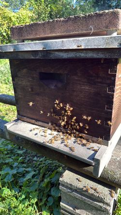 Honeybee Italians