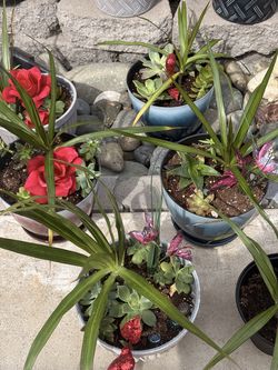 Plants