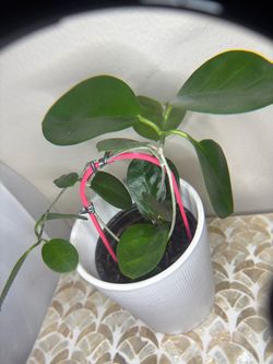 Hoya Australis