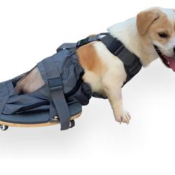 Dog Scooters 