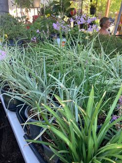 Society Garlic Perennials