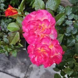 Rose Pot