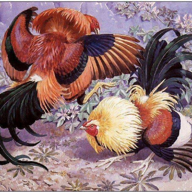 Gallos kelso puros baratOs