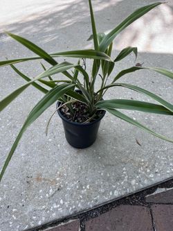 Liriope Green
