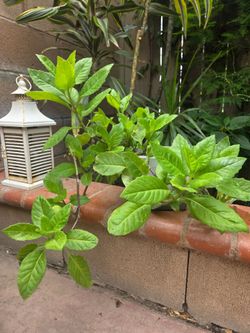 Insulina Plant Medesinal