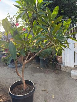White Plumeria