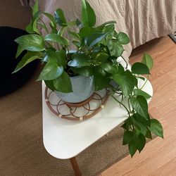 Pothos Plant With Ceramic Vase 