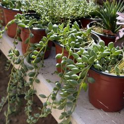 Cactus And Succulents 🪴
