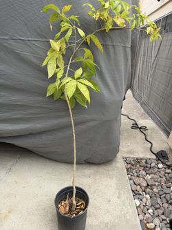 Sapota Fruit Tree