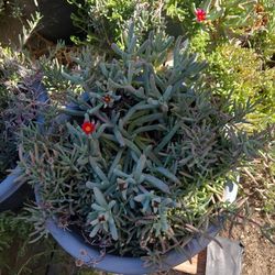 Ice Plant $10 Por Mazeta Resiten El Frio Y Sol