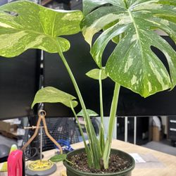 Monstera Thai Constellation 