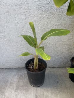 Dwarf Namwa Banana