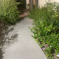 Succulents