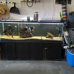 135 Gallon Aquarium 