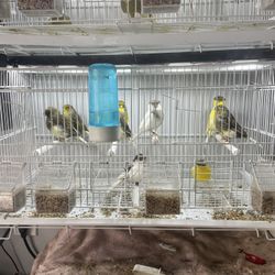 bird Cages