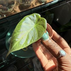 Alocasia Elephant Ear Pups