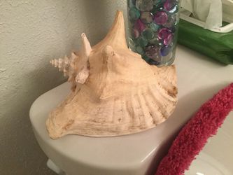 Very large sea shell