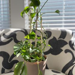 Pothos Devil’s Ivy In Plastic Pot 