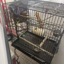 Bird Cage 