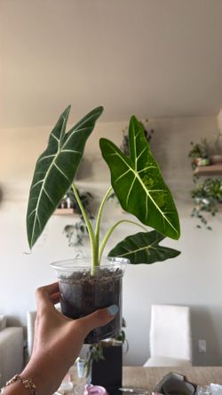 Alocasia Frydek variegated (low variegation but mom has high)