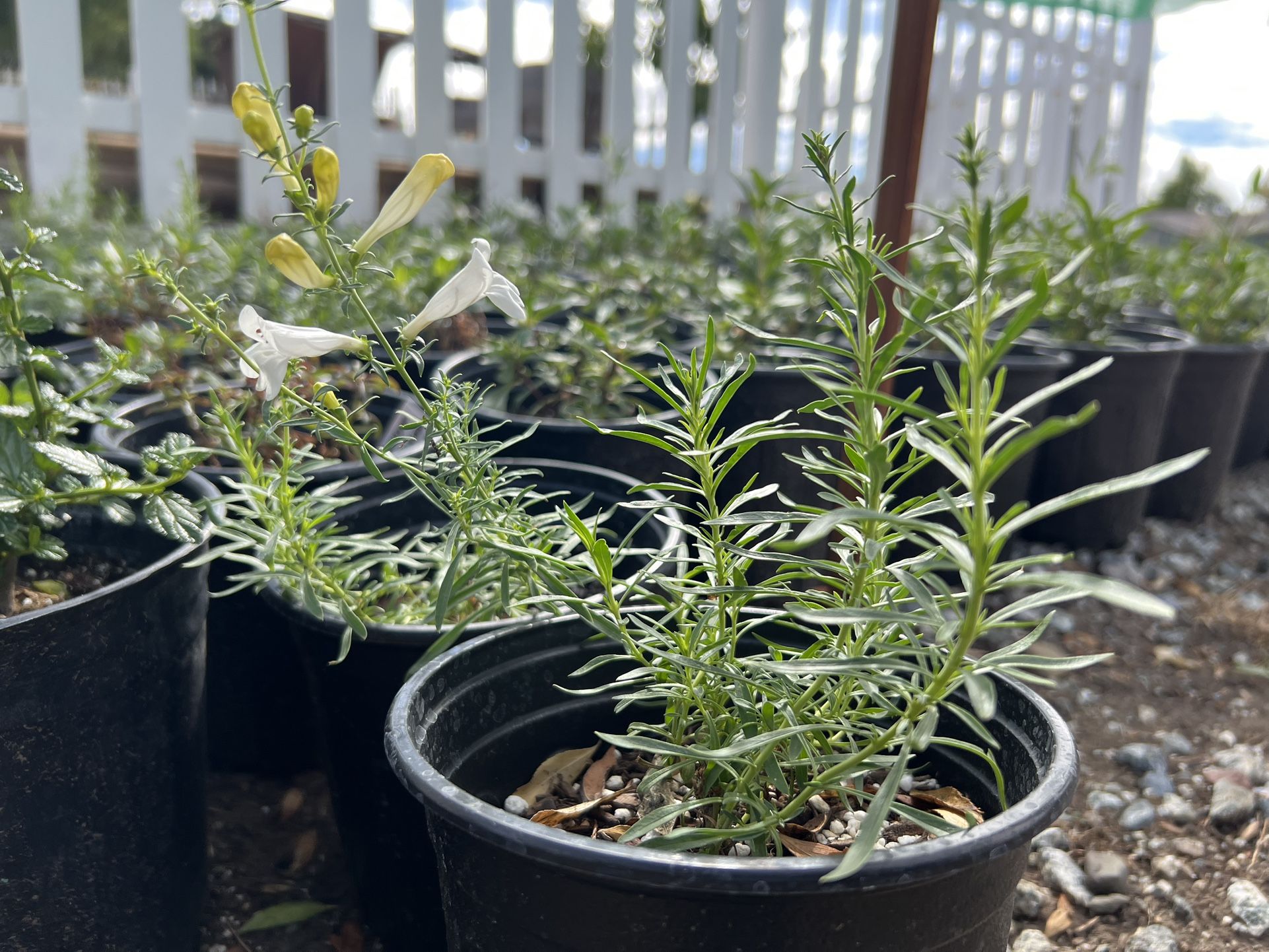 Penstemon heterophyllus ‘GMR White’