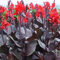 Red and Green Canna Tropical plant/Red flower These are outdoor annuals.  Bulb  $7 plant $9 