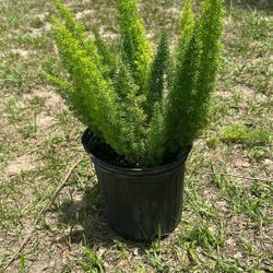 Foxtail Fern 