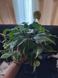 Philodendron silver stripe houseplant