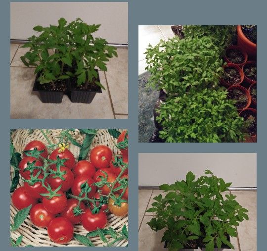 Organic cherry tomato plants