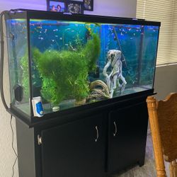 Fish Tank