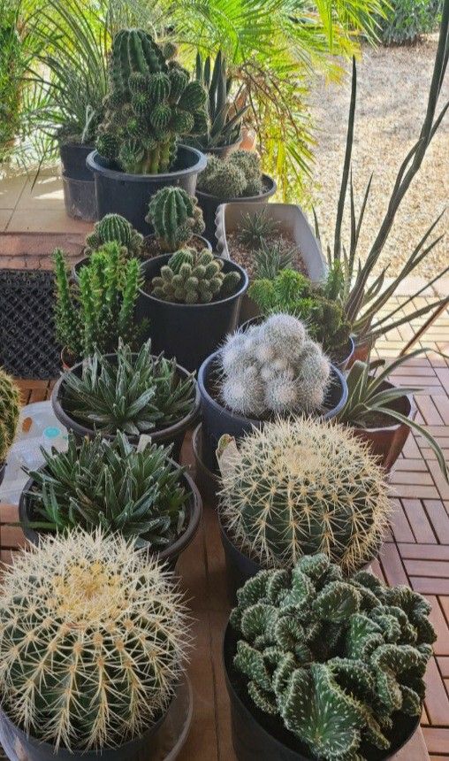 Many Cactus And Succulent 