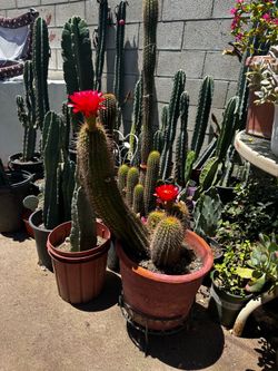 Bonito cactus 🌵 Trichocereus