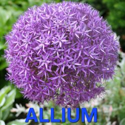 Allium Perennial Bulbs for Sale! Likes Sun and Part-Sun.